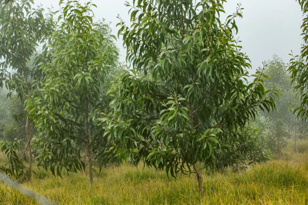 Koa Forest auf Hawaii