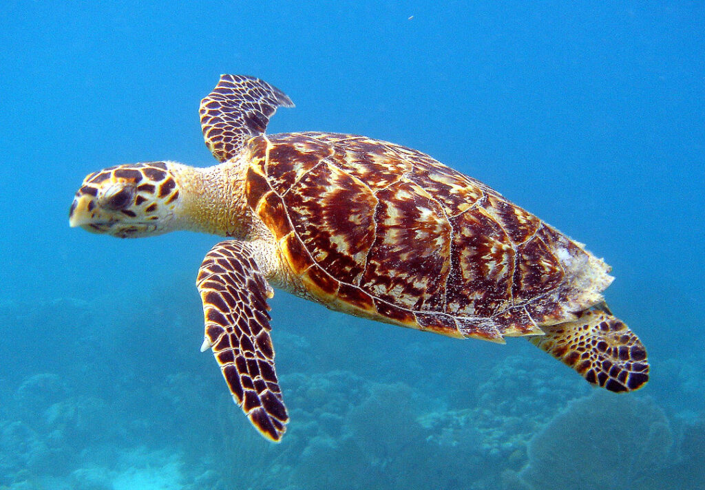 Echte Karrettschildkröte